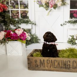 Goldendoodle and Labradoodle Puppies from Dessie's Doodles