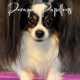 Connie - Papillon
