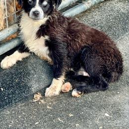 Ellie black bi female - Black & white female Miniature Australian Shepherd puppy in Lemon Cove, California from Magic Ranch Mini Aussies