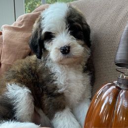Blue - Sheepadoodle puppy from CelticDoods