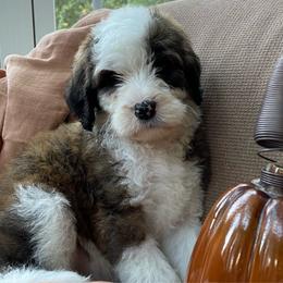 Blue - Sheepadoodle puppy from CelticDoods