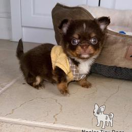 Dozer - Chocolate and tan male Chihuahua puppy in Naples, Florida from Naples Tiny Dogs