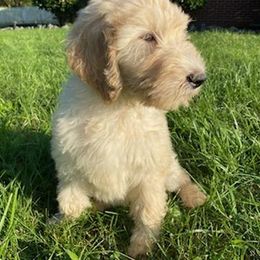 Goldendoodle Puppies from Toneytails Doodles