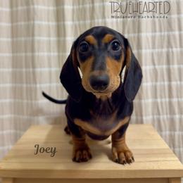 Joey - Black and tan male Dachshund puppy in Royse City, Texas from Truehearted Miniature Dachshunds