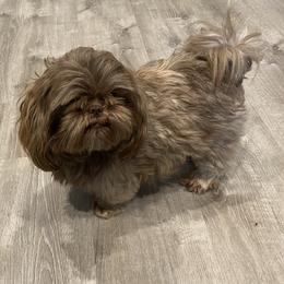 Widdle - Shih Tzu