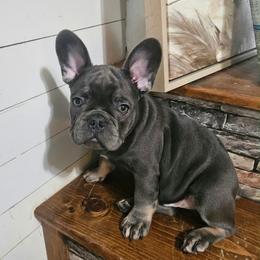 Milo - Tricolors male French Bulldog puppy in Neosho, Missouri from K2S Frenchies