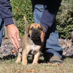 Raspberry Collar - Fawn male Perro de Presa Canario puppy in Pocahontas, Illinois from Cabeza Grande Kennel