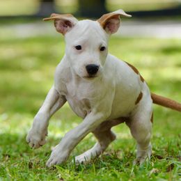 Frazzled - Red female American Staffordshire Terrier puppy in St. Augustine, Florida from LBK & Ancient City
