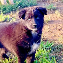 Sage - Black & white female Australian Shepherd puppy in Mineral Wells, Texas from A6 Australian Shepards