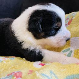 Guiness - Black tri-color male Australian Shepherd puppy in Celina, Tennessee from CumberlandRidge Australian Shepherds