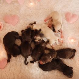 Dachshund puppies from Happily Ever After’s Puppies