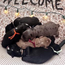 Goldendoodle puppies from HappyHazelDoodles