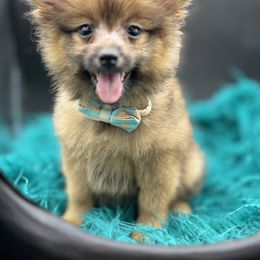 Wolfy - Wolf sable male Pomeranian puppy in Franklin, North Carolina from A&J cutie pawtooties