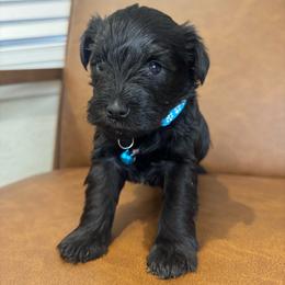 Rowan - Black male Miniature Schnauzer puppy in Lake Elsinore, California from Ironwood Schnauzers