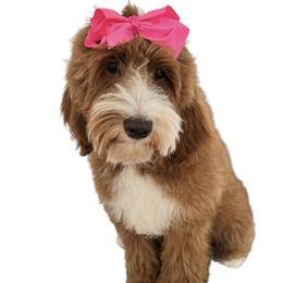 Daisy - Goldendoodle