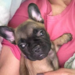 French Bulldog Puppies from C&J Frenchie &Frenchtons