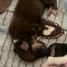 Winter - Red female Dachshund puppy in Sharon Springs, New York from Show Us The Way Homestead