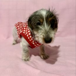 Darcy - Piebald female Dachshund puppy in Cambridge City, Indiana from Hilltop Doxies