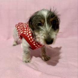 Darcy - Piebald female Dachshund puppy in Cambridge City, Indiana from Hilltop Doxies