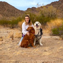 Golden Retriever Puppies from Top Gun Golden Retrievers