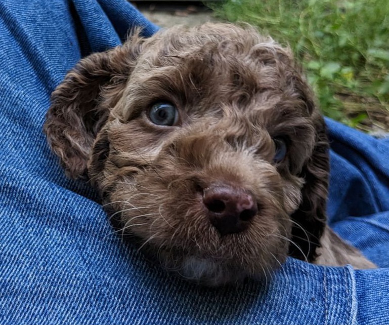 Cockapoo Puppies from Cano Cockapoos