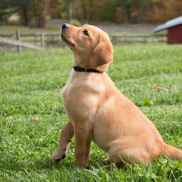 Labrador Retriever Puppies from Pondside Retrievers