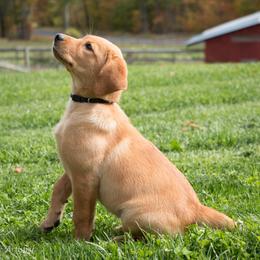 Labrador Retriever Puppies from Pondside Retrievers