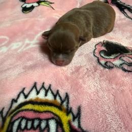 Uno - Chocolate male Chihuahua puppy in Charlotte, North Carolina from Lawinski’s Chihuahua World