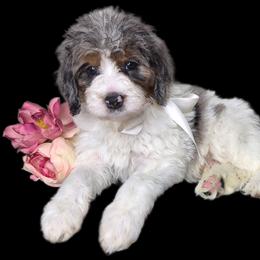 Cash - Merle male Springerdoodle puppy in Fargo, North Dakota from Dakota SpringerDoodles
