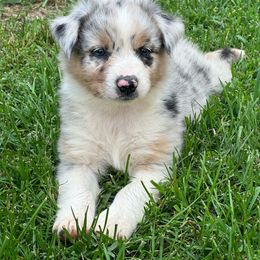 Girl 1 - Teal - Australian Shepherd puppy from MP Aussies