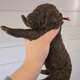 Peep - female Newfypoo puppy in Mckenzie, Tennessee from Small Town Doodles & Poodles