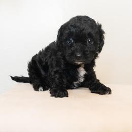 Thistle - Black and white female Aussiedoodle puppy in Tucson, Arizona from Ever After Doodles Arizona