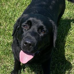 Jenny - Labrador Retriever