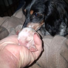 Case - Piebald male Dachshund puppy in Paducah, Kentucky from Donette's Doxies