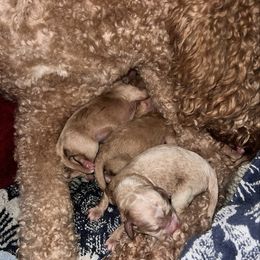 Girl 4 - Apricot female Goldendoodle puppy in Lancaster, California from Kid's Best Doodle