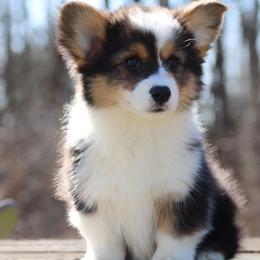Sarah - Black and tan female Pembroke Welsh Corgi puppy in South Otselic, New York from Ridge Top Corgis