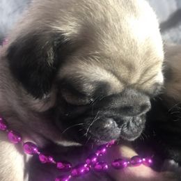 Bulldogs and Pugs from Le Roy’s Bullies and Pugs