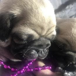 Bulldogs and Pugs from Le Roy’s Bullies and Pugs