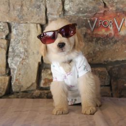 Golden Retriever Puppies from DoubleTake Goldens