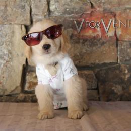 Golden Retriever Puppies from DoubleTake Goldens