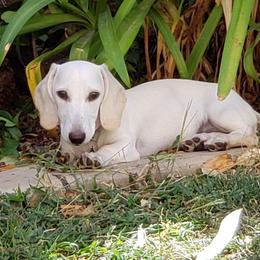 Lukas - Dachshund