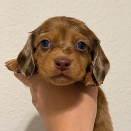 (1) Shaded Red Dapple Longhair Male - Dapple male Dachshund puppy in Horizon City, Texas from Micah's Minis