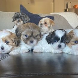 Shih Tzus from Shih Tzu Puppies LV
