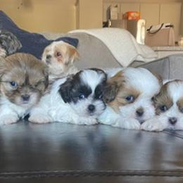 Shih Tzus from Shih Tzu Puppies LV