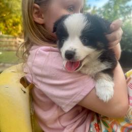 Astronaut - Black tri female Miniature Australian Shepherd puppy in Interlachen, Florida from Lucky Bones Miniature Australian Shepherds