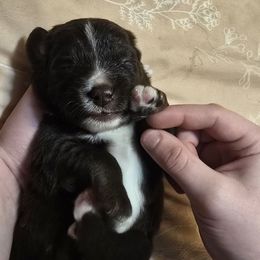 Hank - Red tri-color male Miniature American Shepherd puppy in Vancouver, Washington from BonDrew's Miniature American Shepherds