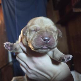 Red Male - Yellow male Labrador Retriever puppy in Andrews, South Carolina from Leyland Cypress Retrievers