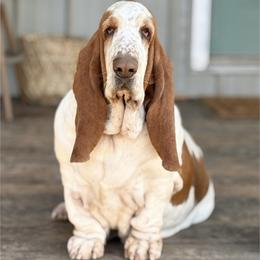 Basset Hound All Grown Up from RiverBottom Bassets
