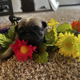 Pink - Fawn female Pug puppy in Baylis, Illinois from Cameo's Pugs