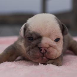 White out - Blue tri-color female Bulldog puppy in Warsaw, New York from Hillview Kennels